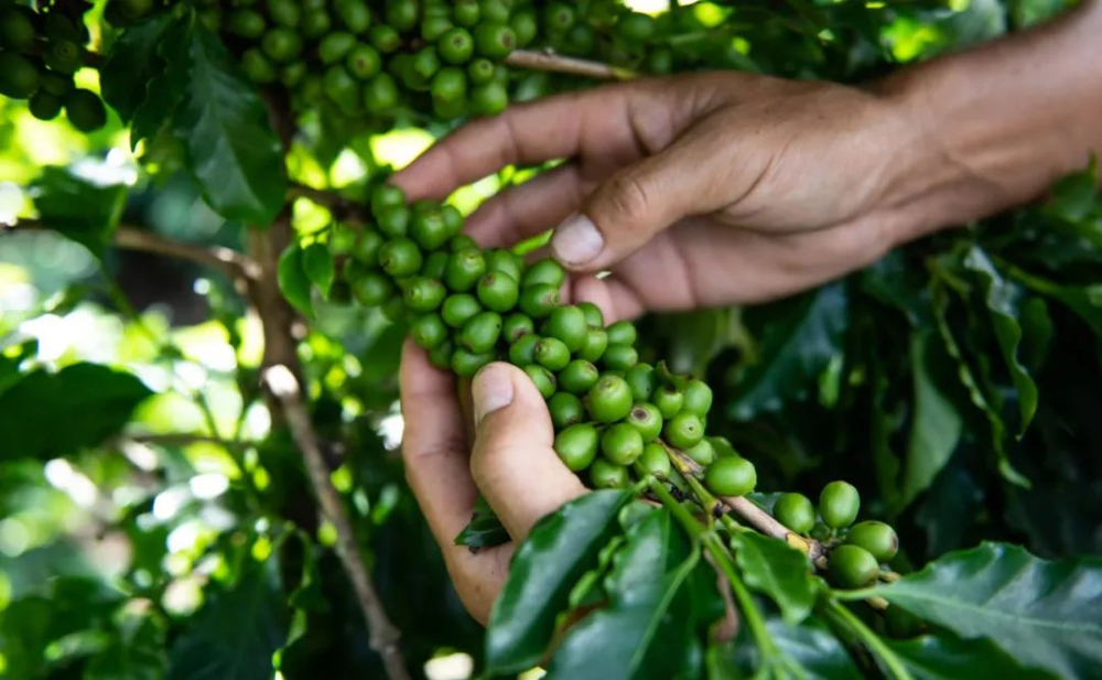 Quả cà phê24