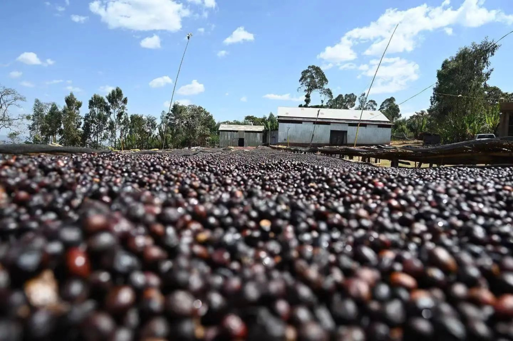 Sidamo phơi nắnge0 Sidamo phơi nắnge0