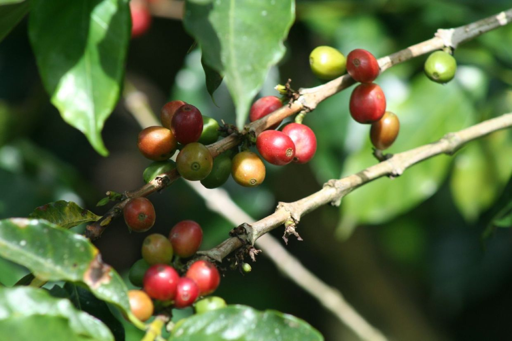 Quả cà phê Costa Ricafarm Quả cà phê Costa Ricafarm