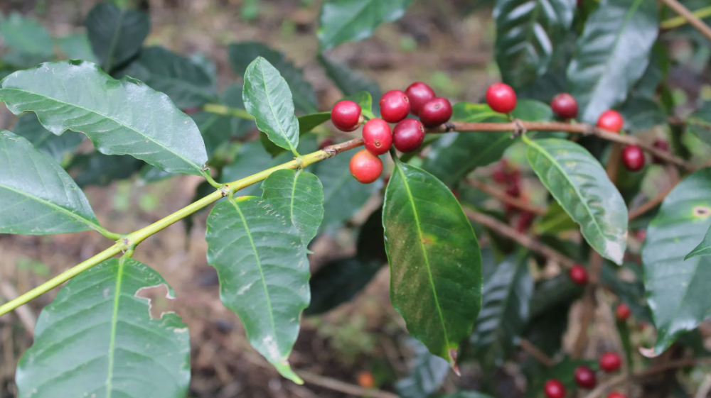 Typica886