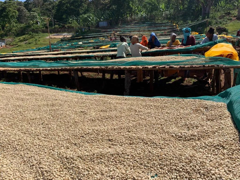 Ethiopia chế biến ướt7f79511 Ethiopia chế biến ướt7f79511