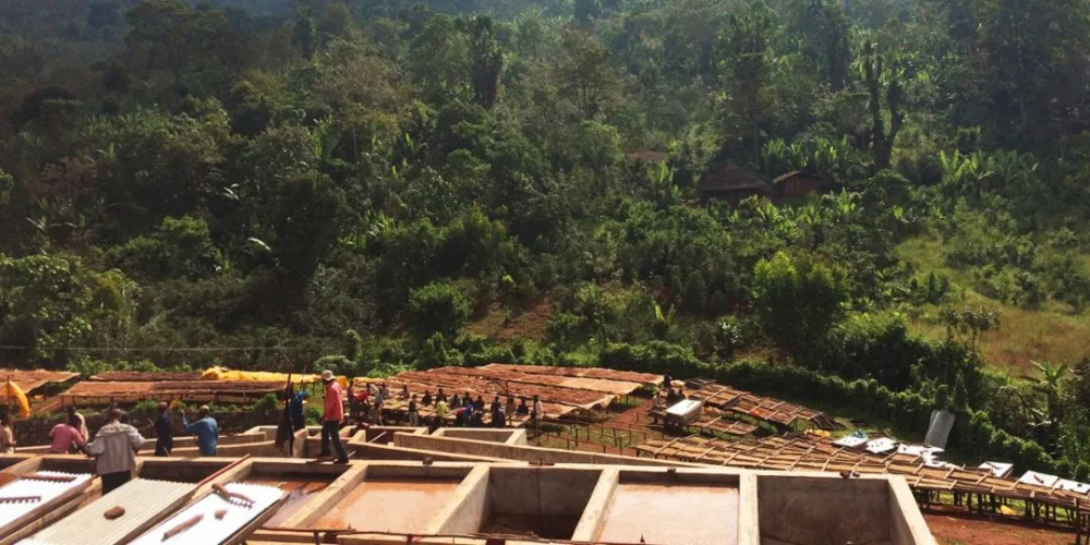 Ethiopia chế biến ướt077