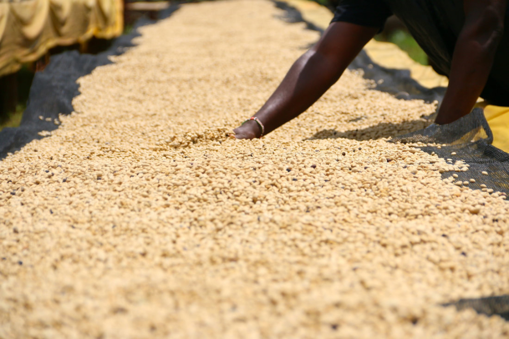 Kenya sơ chế ướt593 Kenya sơ chế ướt593