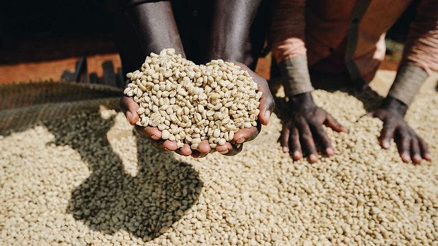 Yirgacheffe sơ chế ướt725 Yirgacheffe sơ chế ướt725