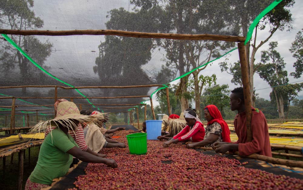 Sidamo phơi nắng2