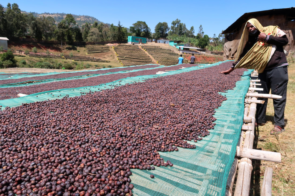 Ethiopia sơ chế khô0875 Ethiopia sơ chế khô0875