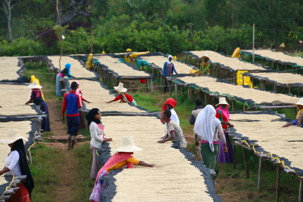 Ethiopia chế biến ướt9738 Ethiopia chế biến ướt9738
