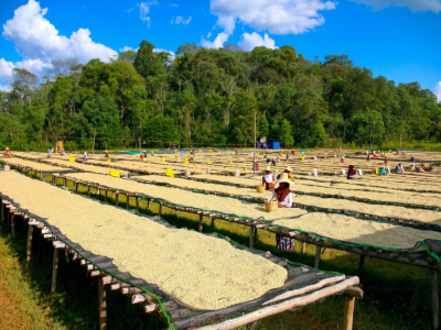 Coffee Yirgacheffe｜耶加雪菲咖啡淺烘焙好還是中烘焙好？精品咖啡入門首選經典埃塞耶加雪菲高品質咖啡豆推薦