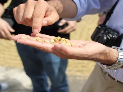 手衝咖啡用什麼咖啡豆好 世界上最好的藍山咖啡豆的特點樣子是什麼