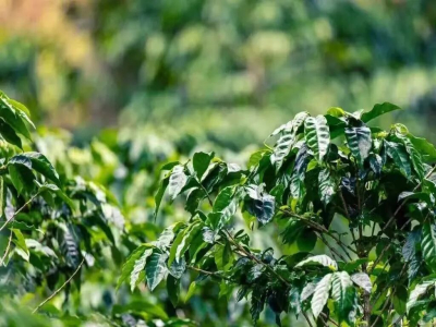 咖啡品種｜瑰夏咖啡與藍山咖啡各有什麼特點？波奎特瑰夏和水洗藍山一號衝煮後呈現哪些風味口感？