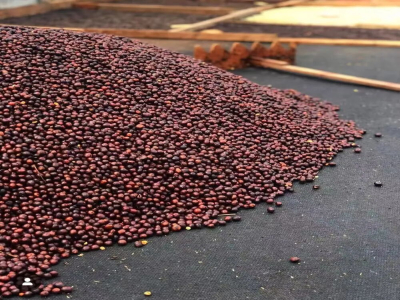 卡杜拉Caturra和卡杜艾Catuai咖啡豆都是阿拉比卡種嗎？兩者的風味特點區別分別是什麼？