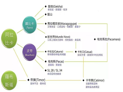 Arabica Coffee｜什麼是阿拉比卡咖啡？推薦8款酸度不明顯有回甘的高性價比精品手衝咖啡豆？