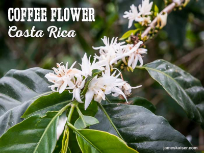 咖啡中的花香風味描述理解分類|耶加雪菲怎麼衝才好喝？瑰夏咖啡有什麼風味？