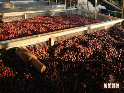 咖啡豆處理法方式種類介紹｜日曬咖啡豆與水洗咖啡豆的口感有何不同？咖啡豆日曬水洗風味差異的原因是什麼？