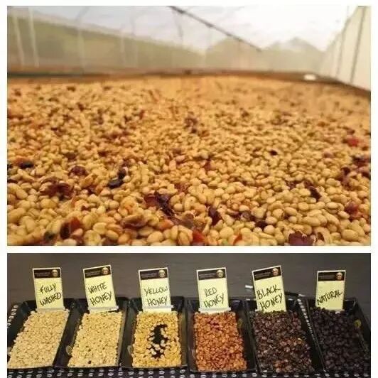 Lịch sử phát triển của phương pháp honey Costa Rica, quy trình phương pháp honey, giới thiệu Strawberry Candy của Mirazu Estate