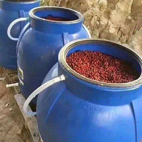 Lịch sử phát triển của phương pháp chế biến cà phê yếm khí, phương pháp chế biến phơi nắng yếm khí, giới thiệu hạt cà phê Santa Vini
