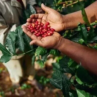 Giới thiệu về vùng trồng cà phê, giống cà phê và cà phê Chim Thiên Đường của Papua New Guinea