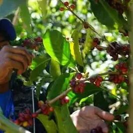 Lịch sử phát triển của công ty 90+, giới thiệu hạt cà phê Geisha Eleta của 90+
