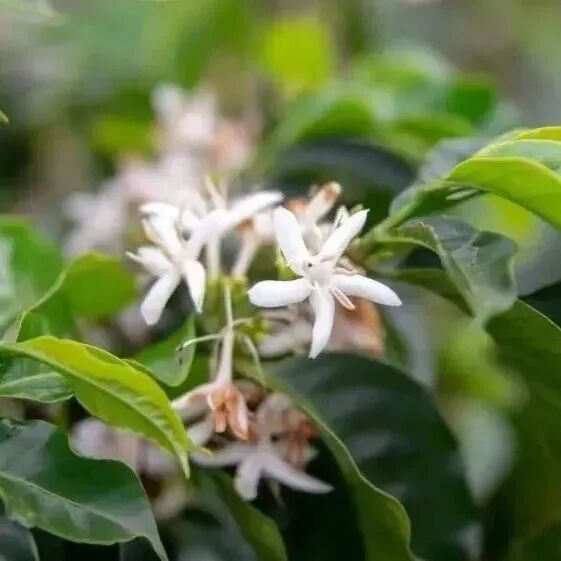 Giống cà phê quý hiếm: Giới thiệu về các giống Sidra, Eugenioides, Wush Wush, Laurina