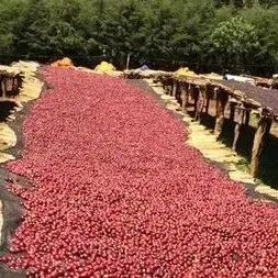 Các vùng trồng cà phê Ethiopia, vùng trồng Guji, lịch sử phát triển cà phê Hoa Khôi, giới thiệu cà phê Hoa Khôi 7.0
