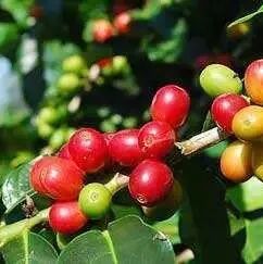 Các vùng trồng cà phê trên thế giới, vùng trồng cà phê Mỹ Latinh châu Mỹ, giới thiệu về các vùng trồng cà phê hiếm gặp