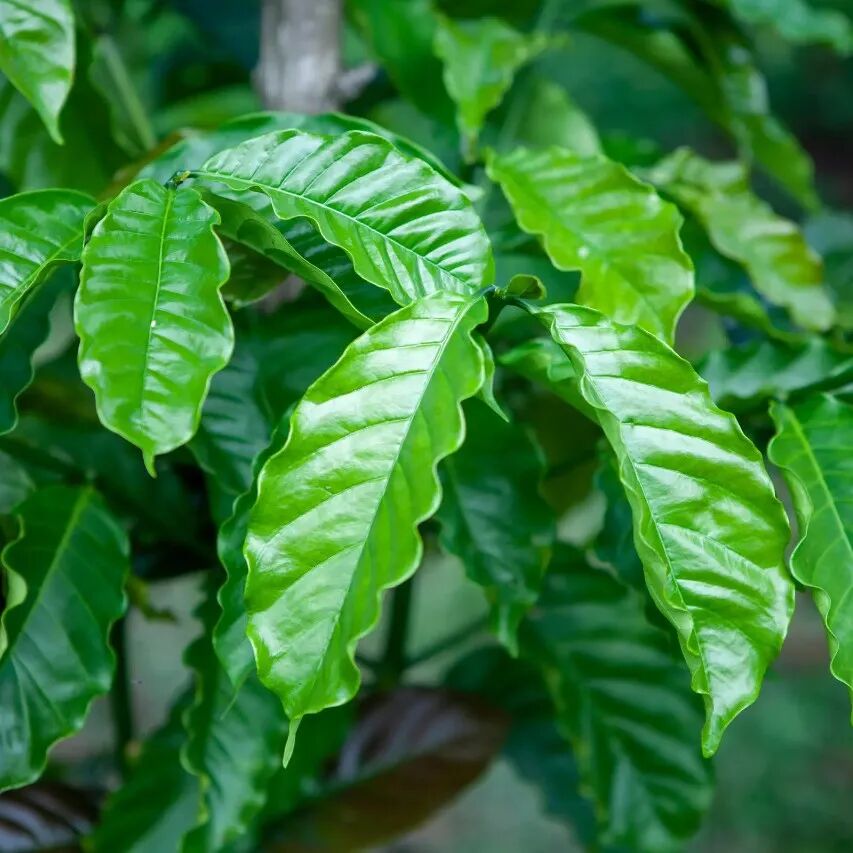 Giới thiệu về giống Robusta, giống Timor, Catimor, giống Castillo, Yunnan small-seed Catimor