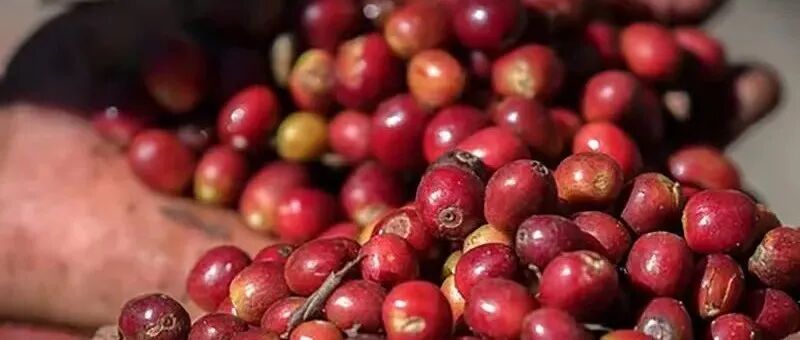 Giống địa phương Ethiopia là gì? Nó có mối quan hệ gì với giống Heirloom bản địa?