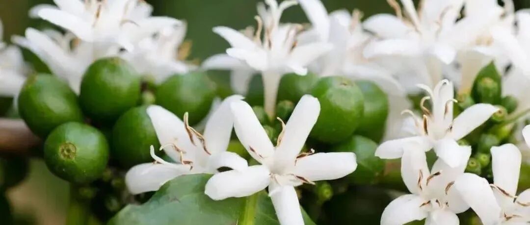 Trong cà phê có hương hoa? Tại sao tôi không thể chiết xuất ra được?