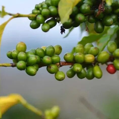 Giới thiệu về Viện Nghiên cứu Cà phê Costa Rica ICAFE, giống cà phê, cà phê Mozart của Estate Canet
