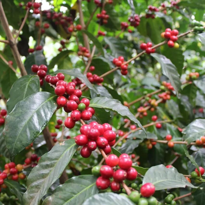 Giới thiệu về trồng cà phê Guatemala, lịch sử phát triển cà phê, các giống cà phê, hạt cà phê Hoa Thần vùng Antigua