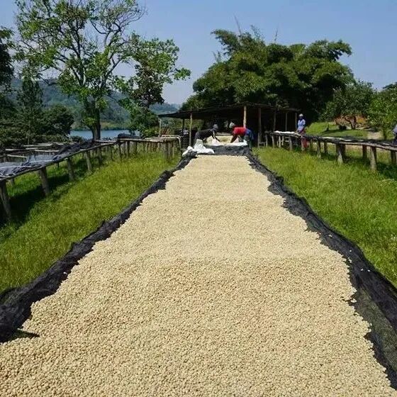 Rwanda---Con đường phục hưng của một quốc gia nhỏ bé về cà phê specialty