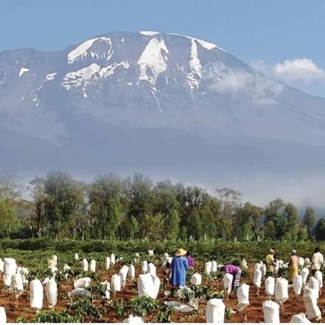 Giới thiệu về sự phát triển cà phê Tanzania, các giống cà phê, SL28, giống Gesha, cà phê Kilimanjaro