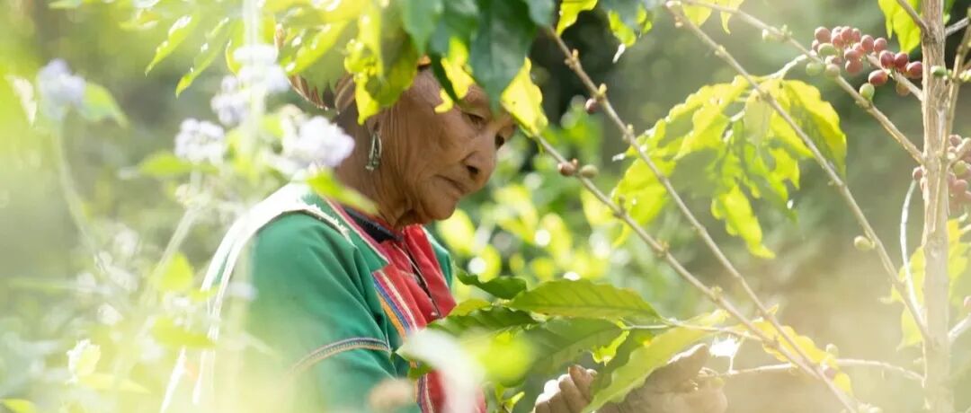 Cà phê, hành trình từ hạt đến tách