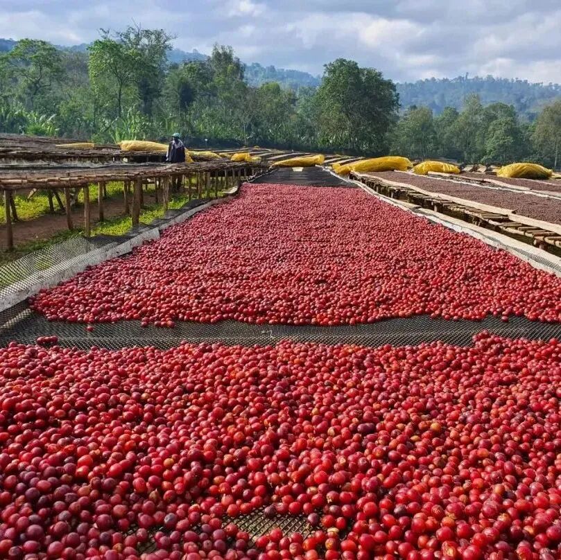 Giới thiệu vùng trồng cà phê Guji của Ethiopia: Hambela, Shakiso, Uraga