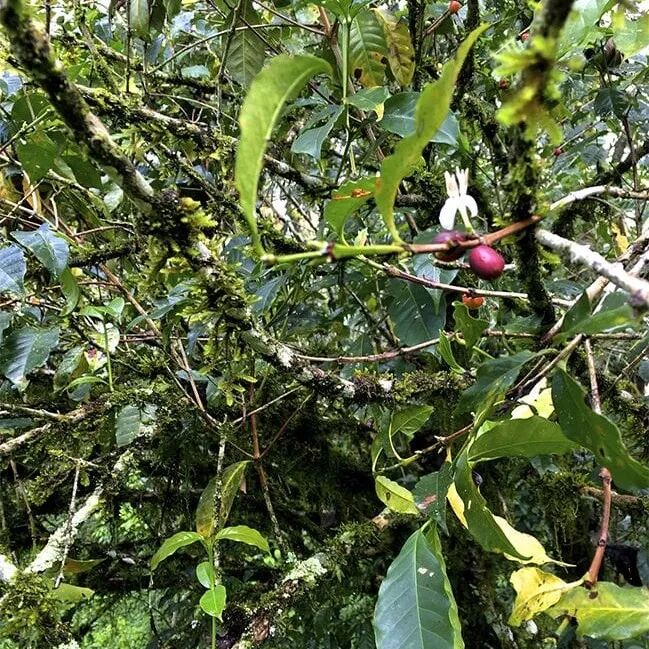Giới thiệu về vùng trồng cà phê Yirgacheffe của Ethiopia, tiểu vùng Kochere, hợp tác xã Gedeb