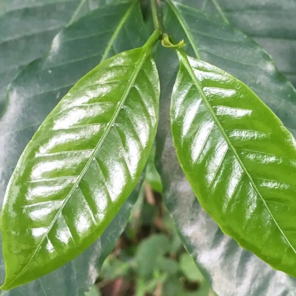 Giống Typica, Caripé, Mundo Novo, giống POP3303/21, giới thiệu về Elida Typica