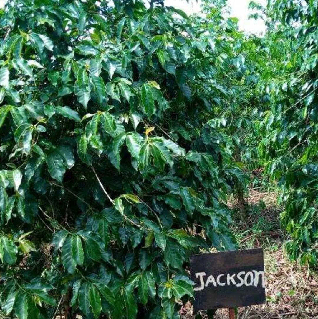 Giới thiệu về sự phát triển cà phê Burundi, các vùng trồng cà phê, giống cà phê, phương pháp chế biến ướt kép