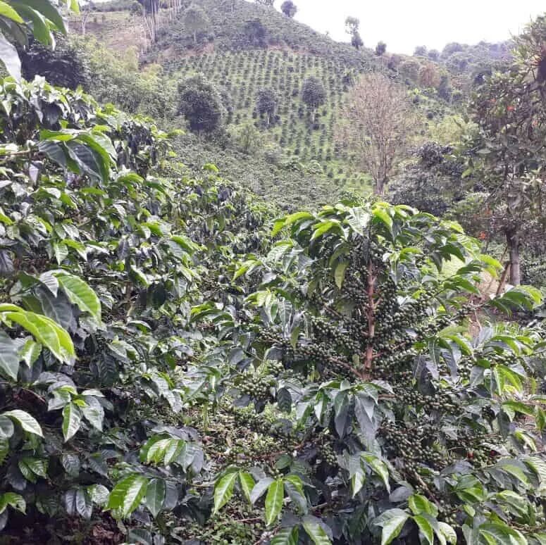 Lịch sử cà phê Colombia, sự phát triển cà phê, giới thiệu hạt cà phê Sidra và Gesha của Finca La Divisa