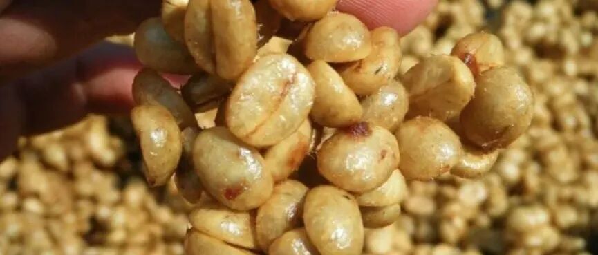 Xử lý mật ong là gì? Sự khác biệt giữa các loại xử lý mật ong có màu sắc khác nhau là gì?