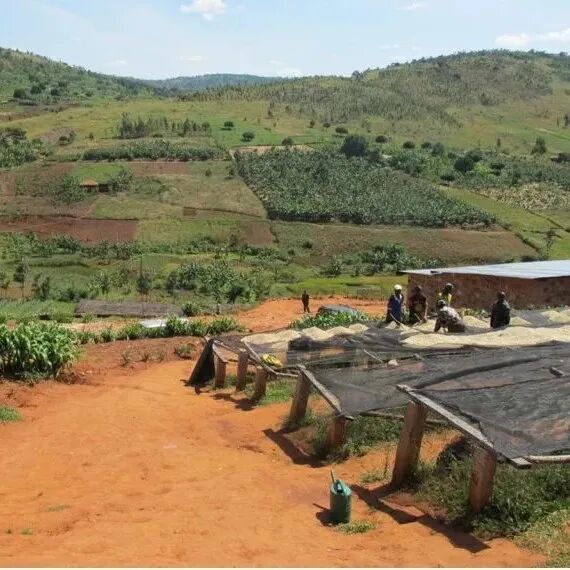Nếu ví hương vị cà phê Burundi như các nốt hương nước hoa