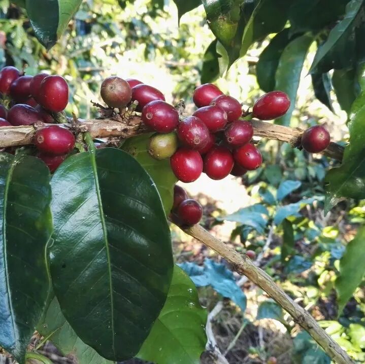 Giới thiệu về các giống Caturra, Catimor, Catuai, Costa Rica 95, Lempira