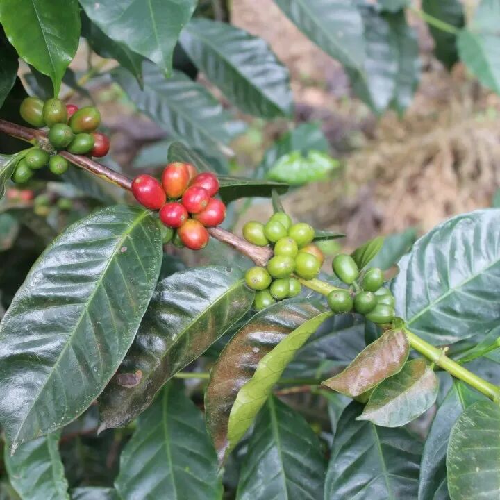 Giới thiệu về sự phát triển của BOP Panama, vùng sản xuất Volcán, và Geisha của Hacienda La Esmeralda