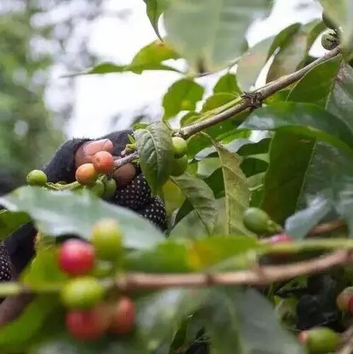 Lịch sử cà phê Kenya, phân loại, giống SL, phương pháp chế biến K72, giới thiệu cà phê Asalia
