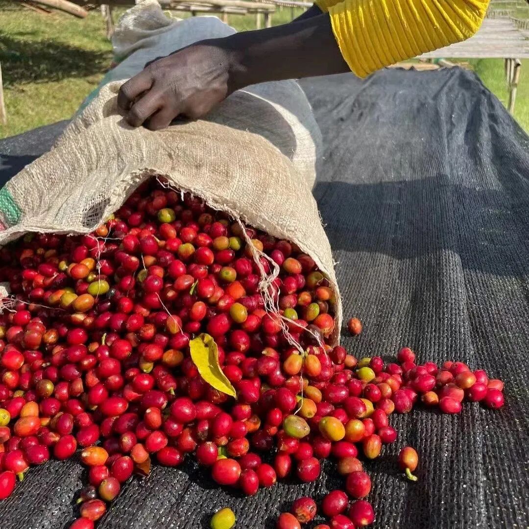 Giới thiệu hạt cà phê Ethiopia vùng Sidama, 74158, Santaverney