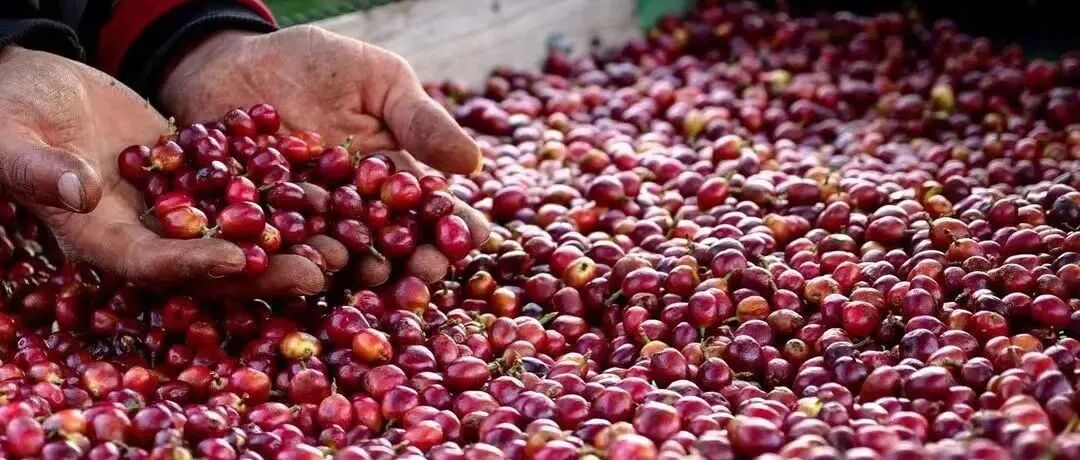 Hương vị hoang dã của cà phê Yemen được hình thành như thế nào?