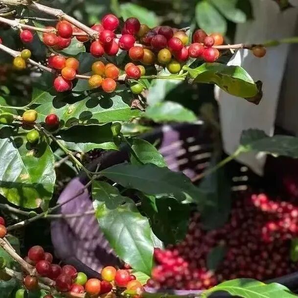 Khám phá cái nôi của triều đại Geisha --- Tìm hiểu vùng sản xuất Panama
