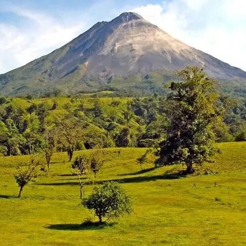 Giới thiệu về Mozart thuộc dòng Nhạc sĩ của Finca Canet, vùng Tarrazú Costa Rica, giống H1