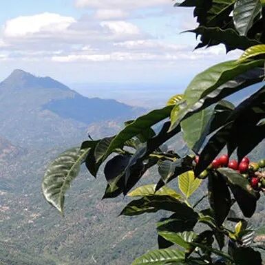 Sự phát triển cà phê Guatemala, vùng sản xuất New Oriente, giống Geisha, giới thiệu hạt cà phê Geisha New Oriente