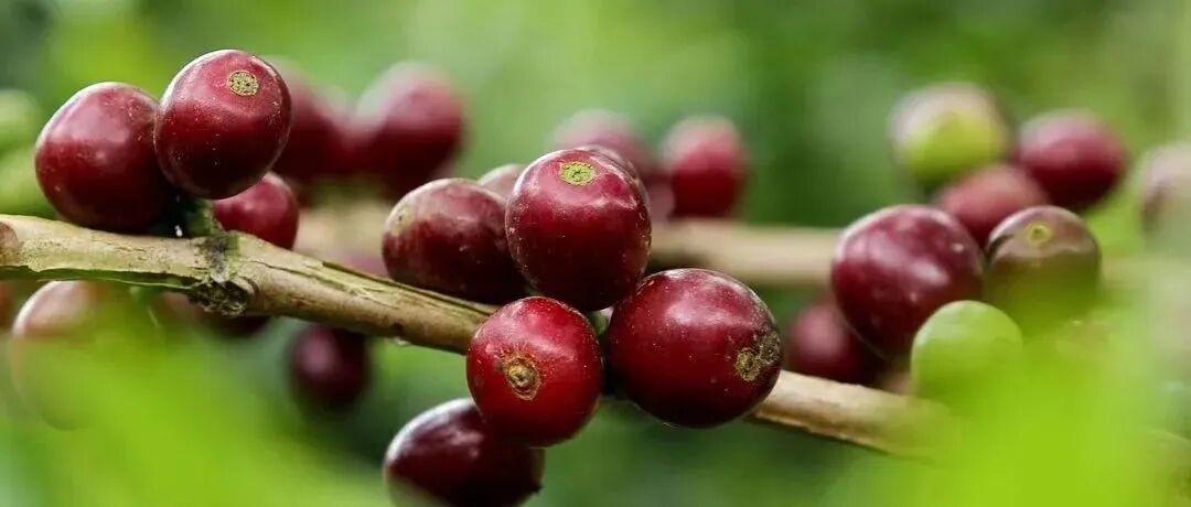 Sudan Rume, một giống cà phê cổ xưa và quý hiếm với hương vị thơm ngon