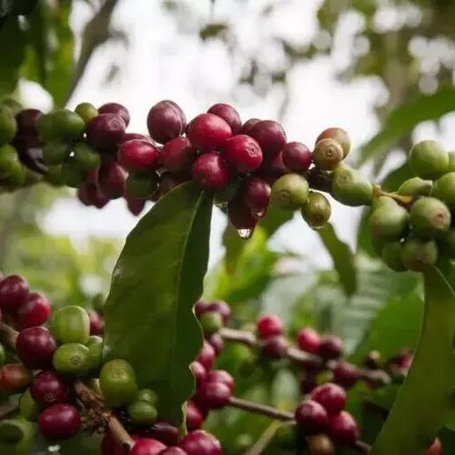 Giới thiệu hạt cà phê Rose Valley của Finca El Roble, vùng Santander, Colombia
